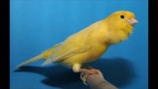 تغريد كناري روعة CANARY SINGING [upl. by Spencer952]