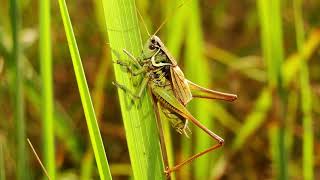 Sound of Grasshoppers  Stridulation [upl. by Kosiur]