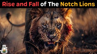 The Notch Lions  The Story of the Legendary Maasai Mara Coalition [upl. by Aietal]