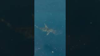 Great hammerhead shark crashes the dive Wildlife with Ryan season 1 highlight [upl. by Wurst655]