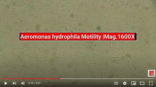 Aeromonas hydrophila Motility Mag1600X [upl. by Htebilil]