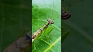 Madagascan Marbled Mantis CloseUp  Stunning Macro Shot on a Leaf [upl. by Bevon]