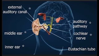 Study of Human Ear by 3D Animationtrending 🔥Human ear Anatomy by 3DAnimation trendingshorts [upl. by Maupin]