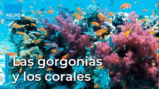 Curiosidades sobre las GORGONIAS y los CORALES [upl. by Arley]