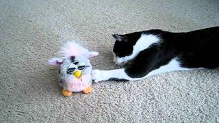 Cat vs Furby [upl. by Atikal]