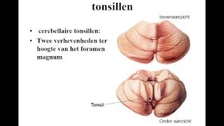 zenuwstelsel deel 4 cerebellum [upl. by Livvi]