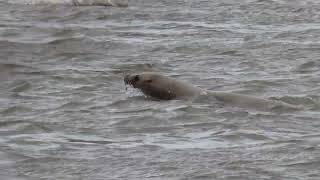 Seagulls Sea lions amp Seals Skeena River March 11 2024 [upl. by Htaras]