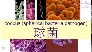 quotCOCCUS SPHERICAL BACTERIA PATHOGENquot in Cantonese 球菌  Flashcard [upl. by Anekam]