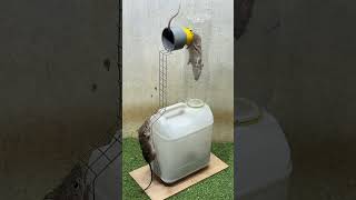 Rat trap creativebest mouse trap mousetrap rat [upl. by Ikim]