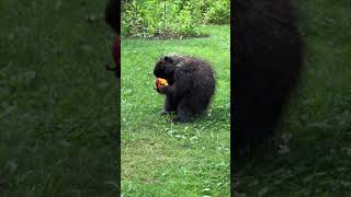 Just a porcupine eating a nectarine 🍑 so cute 😊 porcupine porcupineeating [upl. by Salvador]