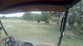 A Guided Tour Around Our Cattle Ranch In East Texas [upl. by Ehav753]