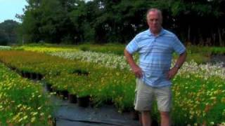 Pierre Bennerup speaks about Coreopsis Tickseed [upl. by Ashmead679]