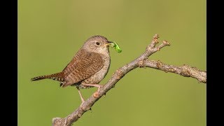 La torricha chercan ratonera comun o salta pared Troglodytes aedon [upl. by Aicinad436]