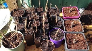 How I propagate raspberry plants  Get More Plants For Free [upl. by Perreault]