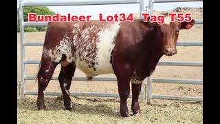 2024 Naracoorte Shorthorn Bull Sale Bundaleer Lot 34 [upl. by Muhan]