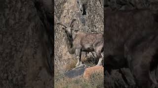 Markhor with majestic horns  national animal of Pakistan youtubeshorts [upl. by Ferris]