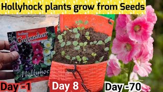 Tips To Grow Hollyhock From Seeds in 3 days  How to grow Hollyhock from seeds AZ Details [upl. by Patman748]