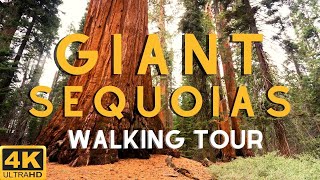 TOUR OF THE WORLDS BIGGEST TREES Giant Sequoias of Yosemite National Park [upl. by Eiramaliehs]