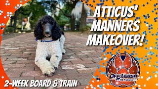 Knoxville Dog Trainers  Standard Poodle Manners Makeover [upl. by Enilegnave563]