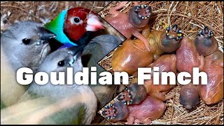 Gouldian Finch Breeding  Gouldian Finch Sounds  Birds birds bird animals [upl. by Keare]