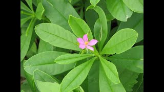 SPIRITUAL AND PHYSICAL USES OF WATER LEAVES BOKOBOKO [upl. by Anitsim508]