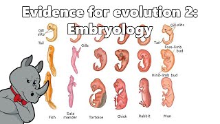 Evidence for Evolution  Embryology [upl. by Wahlstrom674]