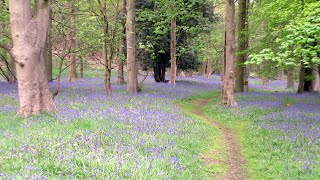 Bluebells in the Woods [upl. by Ime]