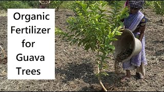 How to apply Organic Fertilizer for Guava tree  Organic Fertilizer Application  Guava Cultivation [upl. by Laefar866]