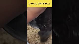 Choco Date Ball  Watch Full Video on Hobbyholic Diaries Channel  YoutubeShorts Shorts [upl. by Post]