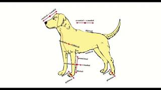 Directional Terms Used in Animal Anatomy [upl. by Yzeerb]