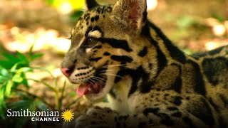 These ADORABLE Clouded Leopards Won’t Stop Playing 😍 Animals at Play  Smithsonian Channel [upl. by Letnohc]