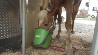 Hengst Phönix  2 Jahre  lernt den Pferdeanhänger kennen D [upl. by Gairc]