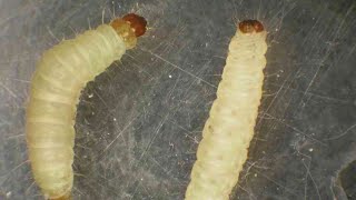 Litchi Worm  Lychee worm  larvae of Plodia Interpunctella Moth Indian Meal Moth [upl. by Syah811]