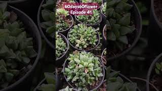 Haworthia retusa instagram succulenttreanding youtubeshorts garden trending plants instagram [upl. by Brigitta121]