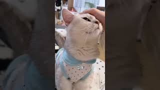 say Mama🥹😺🥰 cat cute funnycats shortsvideo funnycatsvairalcat [upl. by Phox]