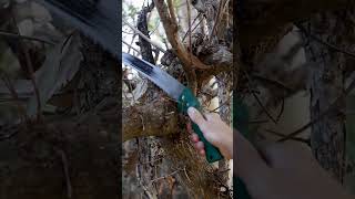 Pruning Saw [upl. by Gwendolyn]