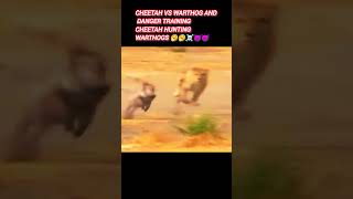 Cheetah vs warthog attack cheetah shorts funny animals shorts trending [upl. by Amlas]