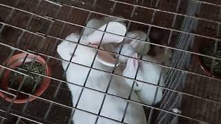 Rawalpindi Rabbit Farm 03000298207  Mirza Hameed Vlog [upl. by Notaek77]