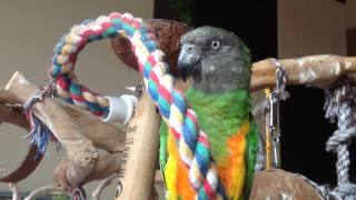 Senegal Parrot Sounds 2 [upl. by Ramsay872]