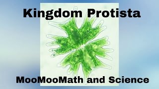 Kingdom Protista [upl. by Einotna]