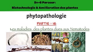 Phytopathologie partie 16  les maladies des plantes dues aux nématodes [upl. by Issak]