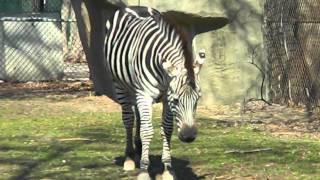 Zebra at Brookfield Zoo Illinois [upl. by Gnod195]