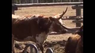 Une vache à longue corne en confiance  A longhorn cow with self confidence [upl. by Aisatan]