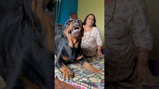 Don’t Touch my Mother ❌Rottweiler Daisy Protecting ⚠️🚨shorts rottweiler [upl. by Eniale]