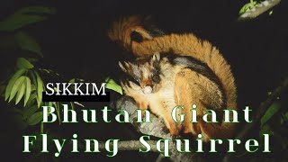 Bhutan Giant Flying Squirrel Petaurista nobilis mammalsofsikkim sikkimwildlife [upl. by Trauner862]