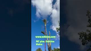 Big pine tree removal With cmc lift treeremovalservices treeremoval tree treeservice husky [upl. by Leandro]