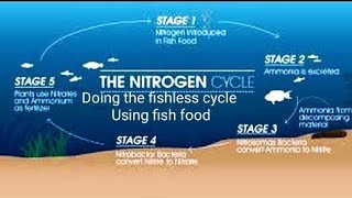 Cycling your fish tank using the fishless method using fish food [upl. by Anilev]