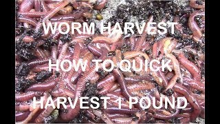 How to Quickly Harvest 1 Pound of Redworms [upl. by Ruhtua]