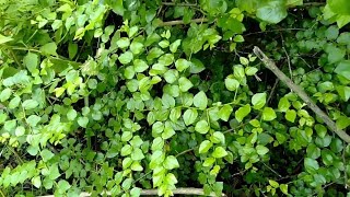 Hunting bonsai  Bidara laut  Strychnos lucida [upl. by Oakie982]