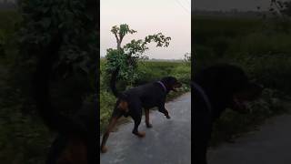 Vlog 3 Maggie recipe firstvideo trendingshorts recipe rottweiler dog blogger vlog dogvlog [upl. by Goetz]